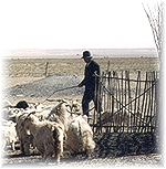 Herder