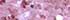 Soft Lilac