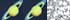 Classic Navy Saturn Graphic