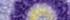 Purple Sky Floral Dot