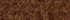 Acorn