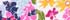 Radiant Pink Flower Garden