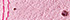 Carnation Pink