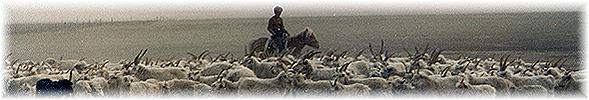 Herding goats