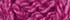 Pink Begonie