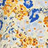 Soft Citrus/Blue Flower Patch
