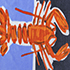 Red Lobster/Blue