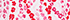 White/Pink Vine Floral