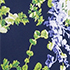 White/Navy Blooms