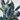 Dark Green Leaves