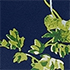 Navy/White Blooms