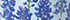 Bluebonnet