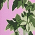 Pink/White Blooms