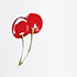 Cherries/White