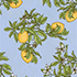 Light Sea Blue Citrus Print