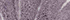 White/Lilac