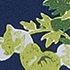Navy/White Blooms