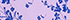 Lilac Petal Snow Drop Floral