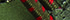 Forest Moss