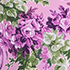Pink/White Blooms Mix
