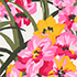 Ivory/Pink Palm Floral