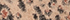 Leopard Print