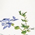 Blooms Embroidery/Chalk White