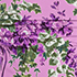 Pink/White Blooms