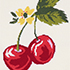 Cherries/Fresh Ivory