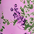 Pink/White Blooms
