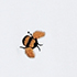 Bee Embroidery/White