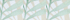 Lily Pond Palm