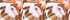 White Tropic Palm