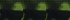 Deepest Olive Camo