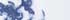 Cornflower Blue Branch Floral