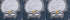 Owls