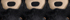 Black Bear