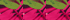 Dark Wine Multi Tropical Palms