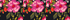 Black Meadow Floral