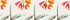 Ivory Botanical Floral