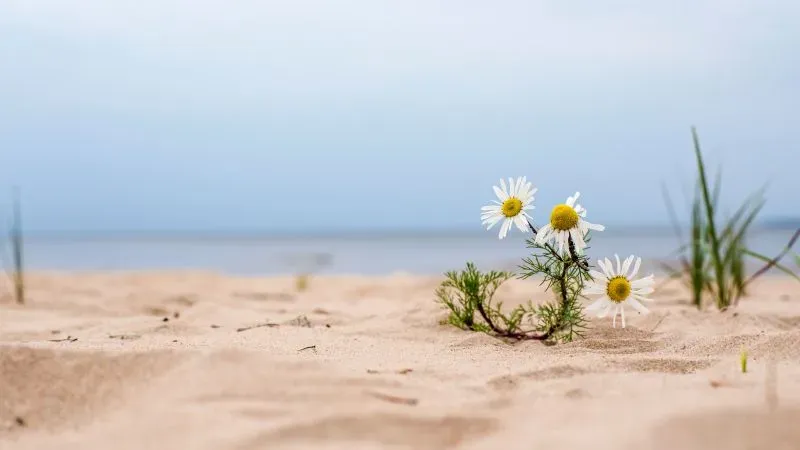 Daisies on a sandy beach.