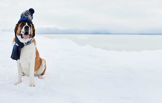 Dog wearing a scarf and hat