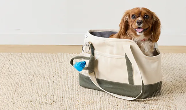 A dog in a canvas tote.